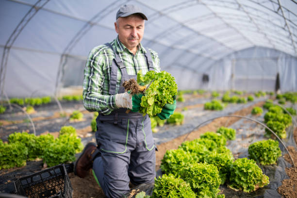 istock Active senior male farmer working in a greenhouse. 1388469720