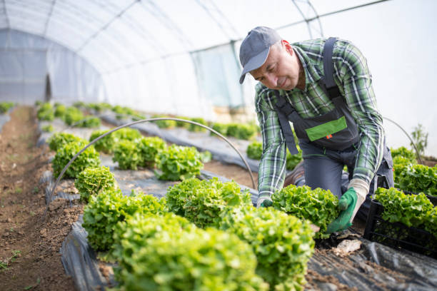 istock Collecting lettuce grown in a greenhouse. 1388469731