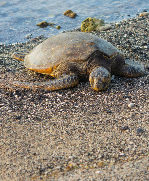 istock Green Turtles Relax on Shoreline 1388470671