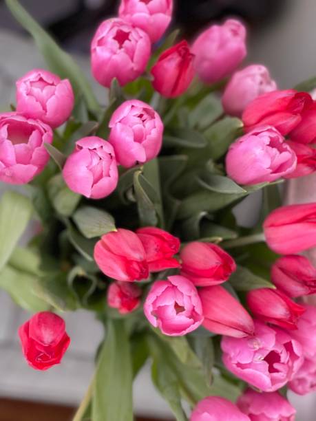 istock Pink and Red Tulips 1388473171