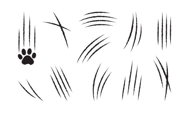 ilustrações de stock, clip art, desenhos animados e ícones de claw cat scratch, slash vector icon, black paw mark set. animal simple illustration - undomesticated cat white background pattern isolated