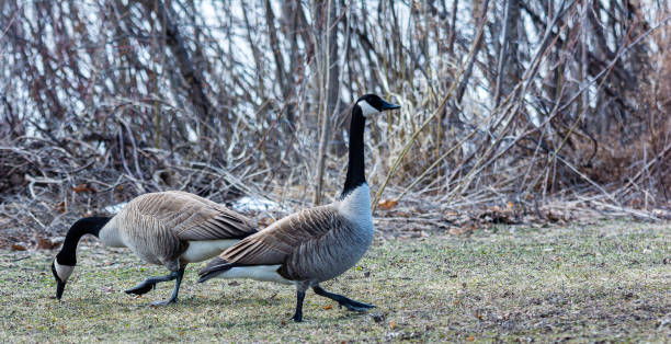 istock Two geese back to back on the grass 1388478194