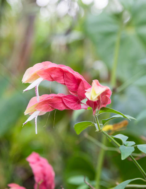 shrimp plant, red bracts white wings flower shrimp plant or bush, justicia brandegeeana, red bracts flower with white wings, known as mexican shrimp or lollypop plant, in the garden, shallow depth of field justicia brandegeeana stock pictures, royalty-free photos & images
