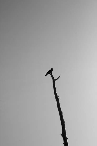 istock Hooded crow at Torre del Lago Beach 1388481652