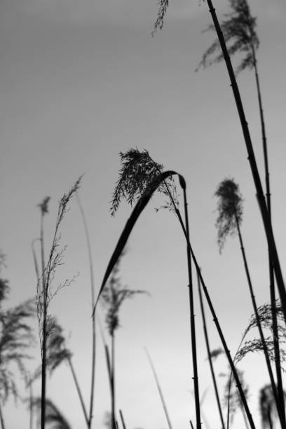 istock Common reed at the Massaciuccoli Lake 1388482773