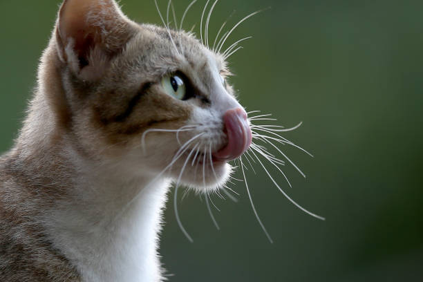 Felis silvestris catus ,  portrait