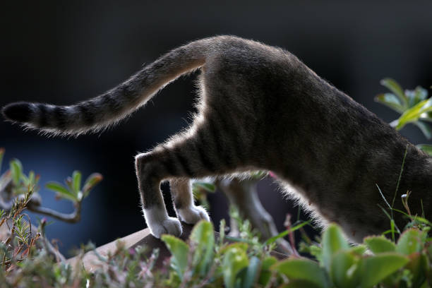 Portrait of a cat's body