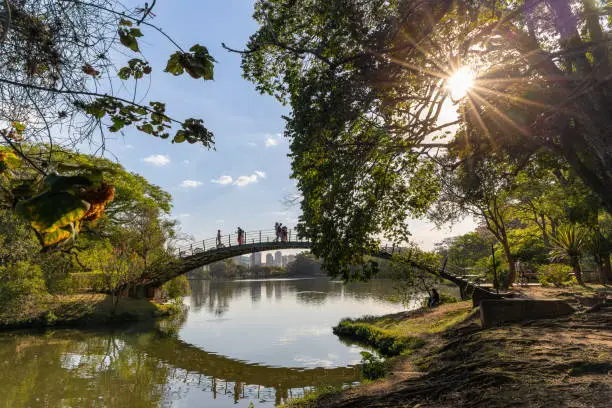 Beautiful landscape of a park in the city of São Paulo with trees, lake, bridge and sunset