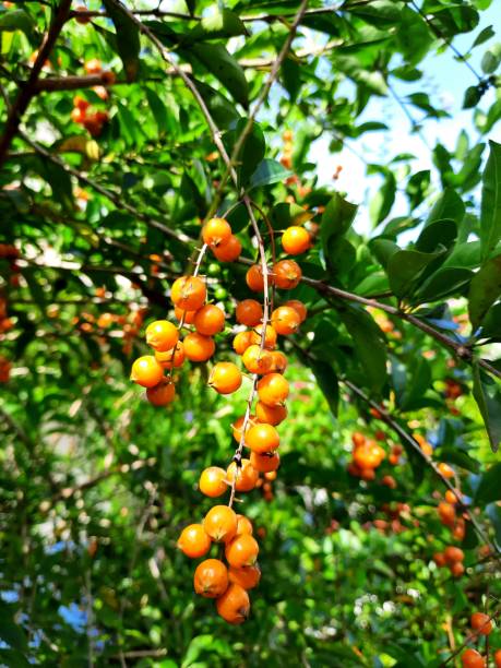 istock beautiful orange fruiting ornamental plant 1388492078