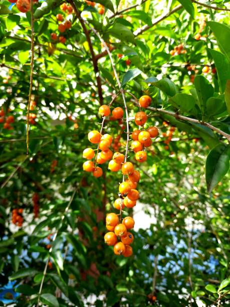 istock beautiful orange fruiting ornamental plant 1388492081