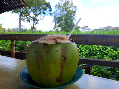 Drinking young coconut in beautiful green nature