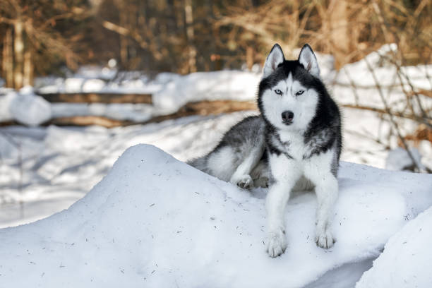 istock Cute siberian husky dog, wolf in sunny winter forest 1388493955