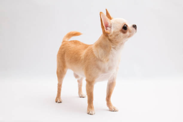 istock Studio shot of a Chihuahua isolated over white background 1388495889