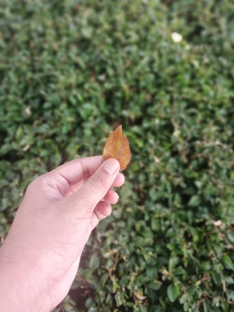 istock image of hand holding yellow dry clover leaf on hedge background. 1388497672
