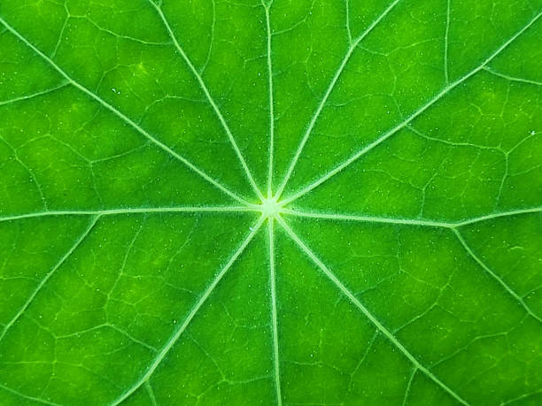 연잎Close-up shot of beautiful lotus leaves. stock photo