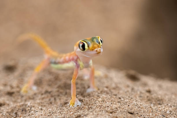 istock A Namib sand gecko, lizard 1388500969