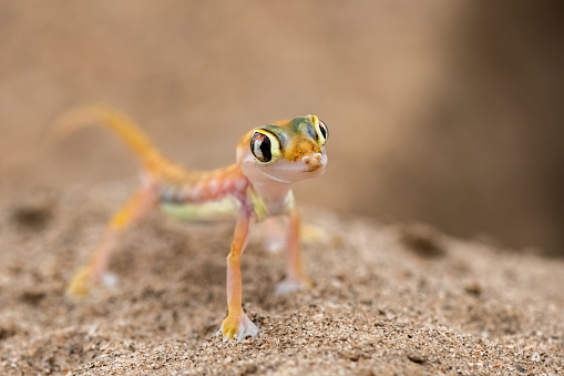 A Namib sand gecko, small colorful lizard in the Namib desert