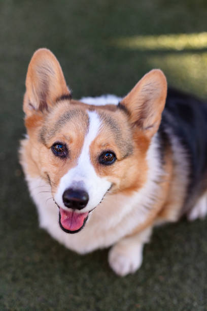 istock Pembroke Welsh Corgi dog 1388501034