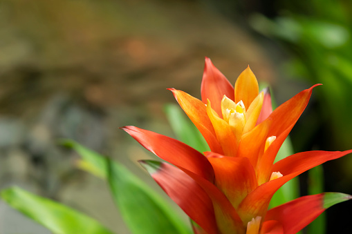 Close-up of orange Bromeliads flowering plants blooming in the garden with natural light background. (Bromeliaceae)