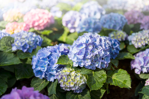 istock Spring and summer flower garden background 1388502901