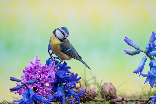 Blue tit with hyacinths,Eifel,Germany.\nPlease see mor similar pictures of my Portfolio.\nThank you!