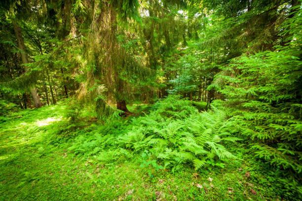 small ground road through a wer green fir tree forest. High quality photo