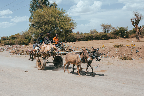 A young Egyptian boy test riding a donkey at the Daraw Camel and Animal Market. Here you will see the true Middle Eastern bargaining and negotiation at its finest as the traders vie for the best prices on the animals.