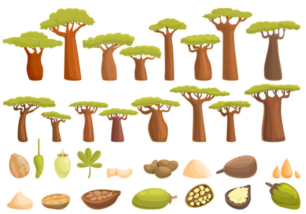 набор икон баобабов, мультяшный стиль - african baobab stock illustrations