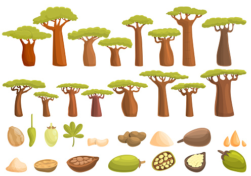 Baobab icons set. Cartoon set of baobab vector icons for web design
