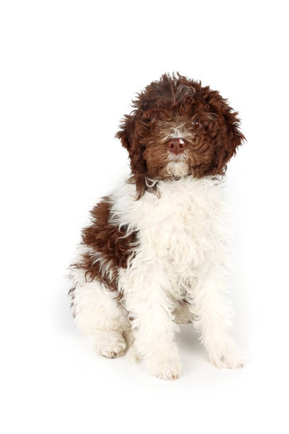 istock puppy Italian water dog 1388510998