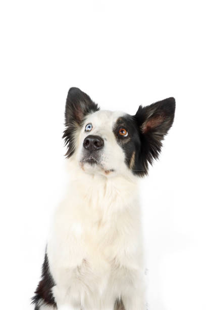 istock portrait of dog 1388511686