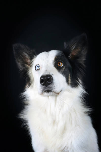 istock portrait of dog 1388511701
