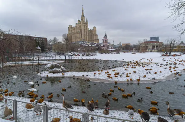 Photo of Waterfowl on the pond in the zoo.