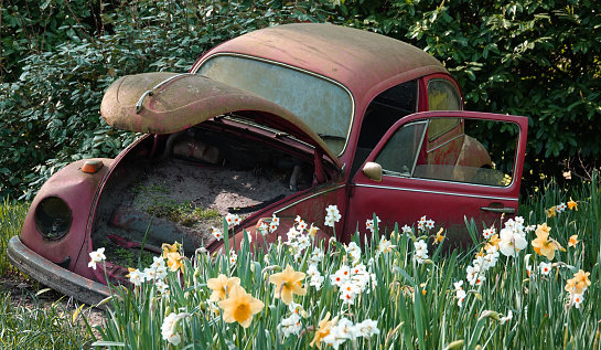Lisse, Netherlands - March 25 2022 In the annual flower exhibition Keukenhof old car wrecks are combined with daffodils this year. On this photo a red volkswagen beetle