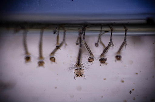 Larvae of mosquitoes in a water container. / Mosquito larvae in a container of water.
