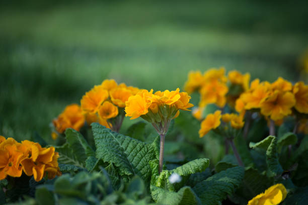 closeup of orange primrose in a public garden