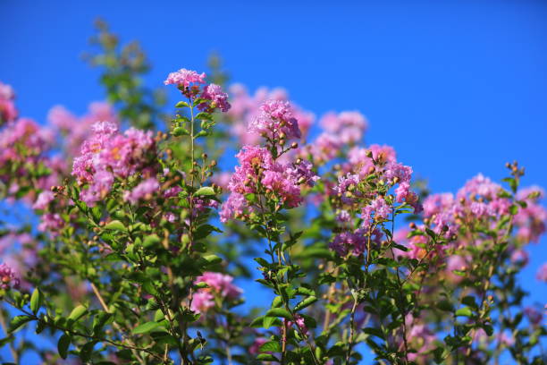istock flower and plant 1388517230