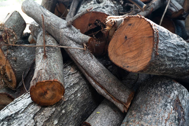 istock A pile of cut trees. 1388517958