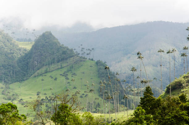 istock Quindio wax palms, Ceroxylon quindiuense, in the Cocora Valley 1388519323