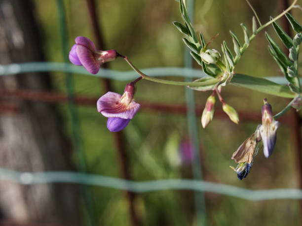 istock detail of Lathyrus tuberosus 1388519704