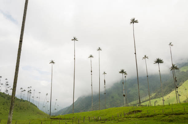 istock Cocora valley landscape with Ceroxylon quindiuense, wax palms. 1388519705