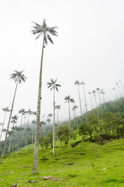istock Cocora valley landscape with Ceroxylon quindiuense, wax palms. 1388520368