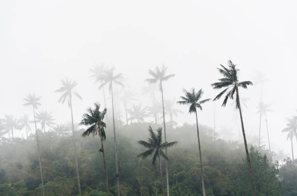 istock Cocora valley landscape with Ceroxylon quindiuense, wax palms.endangered 1388520374