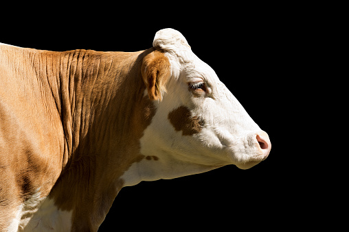 Closeup of a white and brown head of a cow (heifer) isolated on black background. Alps, Italy, south Europe.