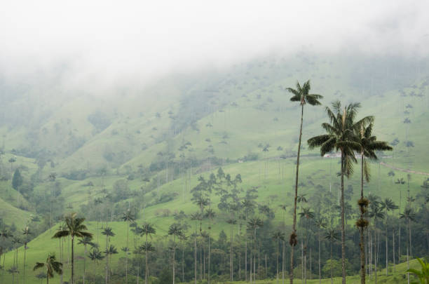 istock Cocora valley landscape with Ceroxylon quindiuense, wax palms. 1388520458