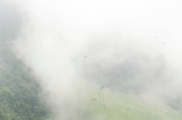 Cocora Valley beautiful misty landscape, with Quindio wax palms, Ceroxylon quindiuense, national tree of Colombia.