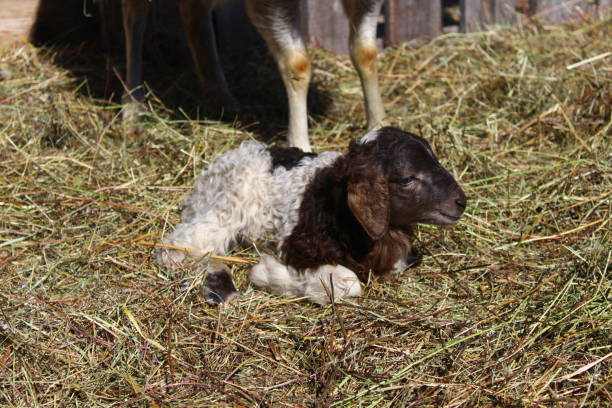 istock Two days old newborn lamb sheep with umbilical cord 1388520609