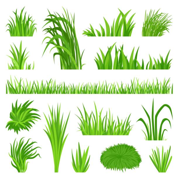 ilustraciones, imágenes clip art, dibujos animados e iconos de stock de elementos de hierba de prado. campo de patio trasero, césped verde orgánico. vegetación de malezas, objetos decorativos de plantación aislados. arbusto natural, conjunto vectorial neotérico de flora - hierba familia de la hierba