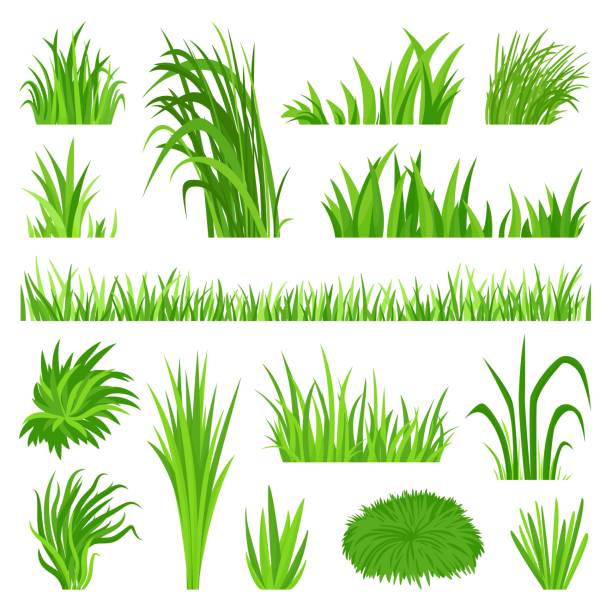 Meadow grass elements. Back yard field, organic green lawn. Weeds vegetation, decorative isolated planting objects. Natural bush, flora neoteric vector set Meadow grass elements. Back yard field, organic green lawn. Weeds vegetation, decorative isolated planting objects. Natural bush, flora neoteric vector set. Illustration of yard lawn and grass meadow grass family stock illustrations