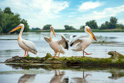 Small flock of Great white pelican (Pelecanus onocrotalus, also known as rosy pelican or eastern white pelican) standing on a log in the water of the Danube river, Danube Delta. 
The Danube Delta (Romanian: Delta Dunării) is the second larges river delta in Europe, it is listed as a World Heritage Site. The larger part of the Delta is belonging to Romania, a smaller part to Ukraine.